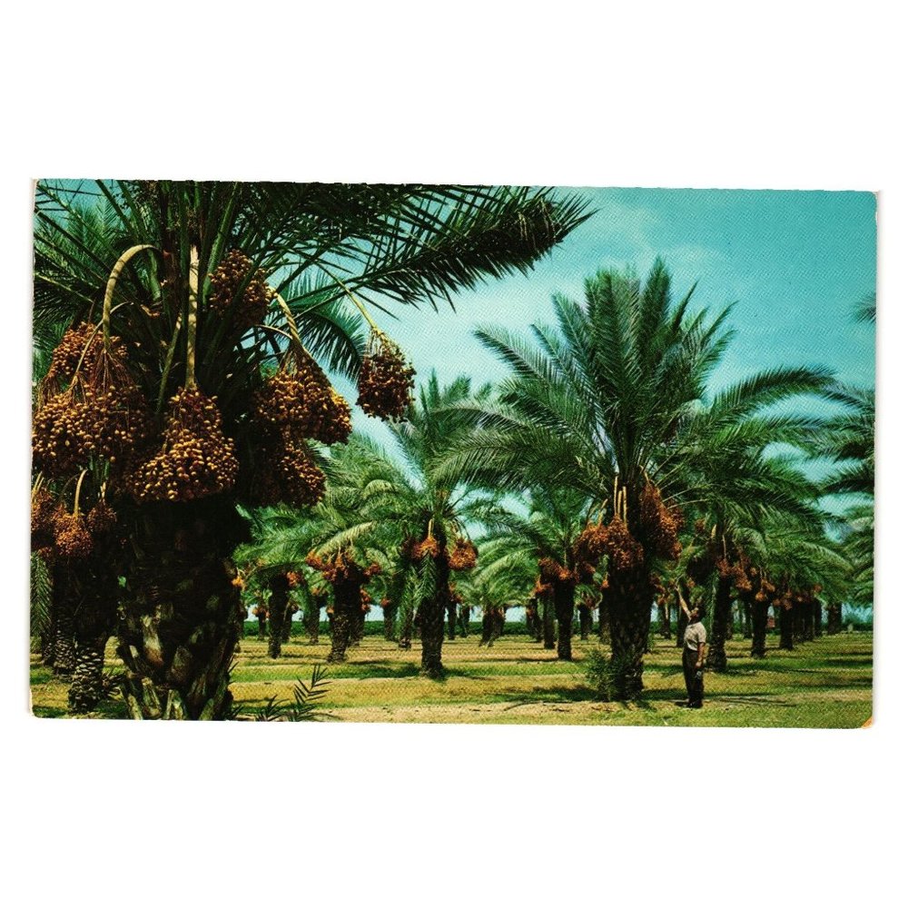 Vintage Postcard Date Grove Farmer Palm Trees Roadside Attraction Fruit Food